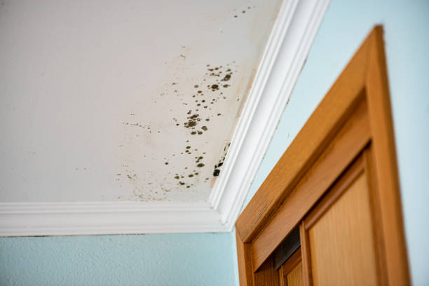 Best White Mold Remediation in Fort Clark Springs, TX