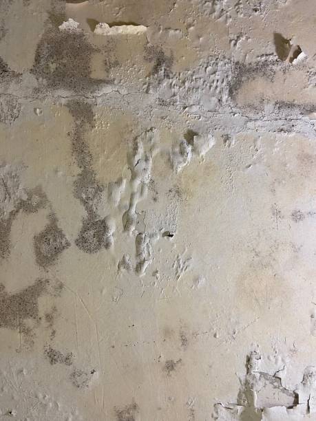 Best DIY Mold Remediation Support Services in Fort Clark Springs, TX
