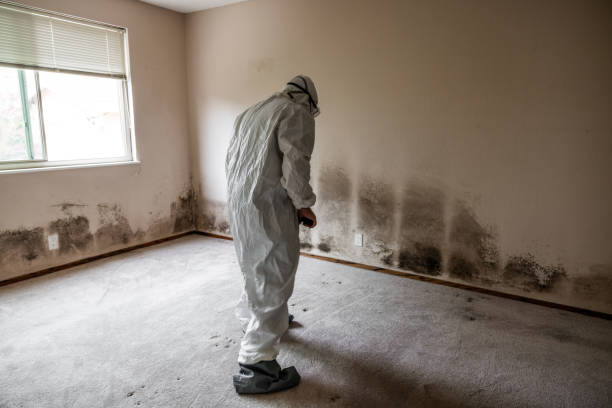 Best Post-Flood Mold Remediation in Fort Clark Springs, TX
